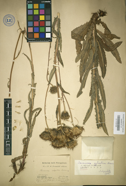 LE 01025198