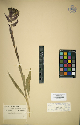 LE 01025242