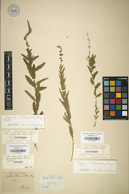 LE 01025276