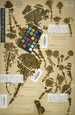 LE 01025285