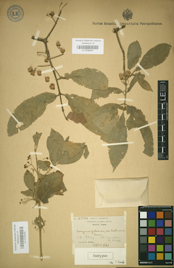 LE 01025431