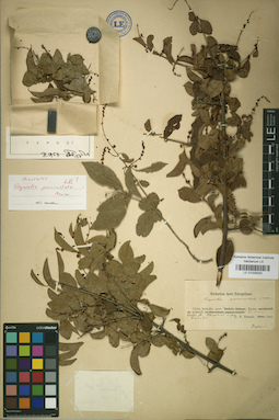 LE 01025520