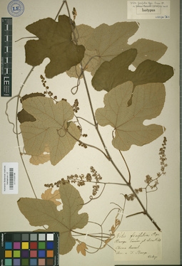 LE 01025738