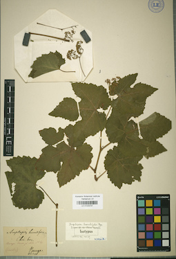 LE 01025747