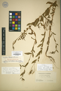 LE 01025881