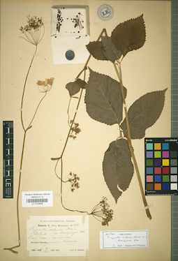 LE 01029638