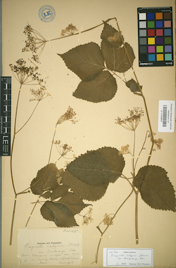 LE 01029640