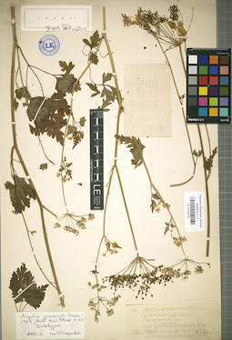 LE 01029700