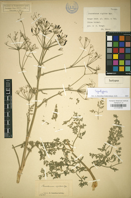 LE 01029784