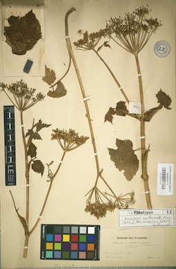 LE 01029810