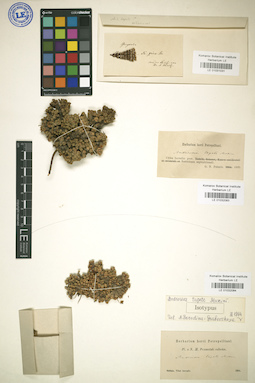LE 01031031