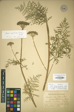 LE 01031047