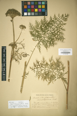 LE 01031049