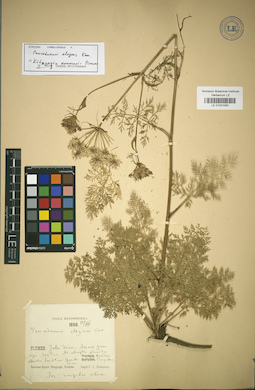 LE 01031050