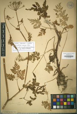 LE 01031055