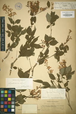 LE 01031115