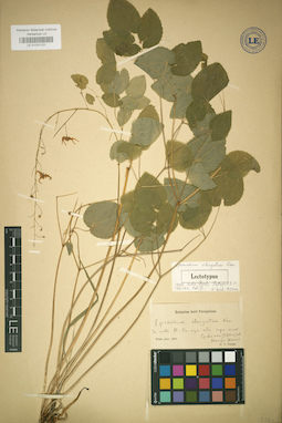 LE 01031121