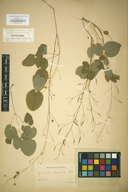 LE 01031125