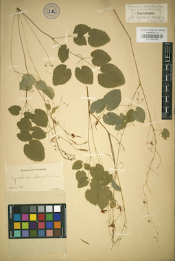 LE 01031126