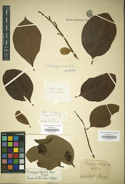LE 01031143