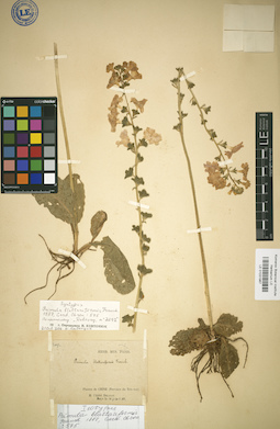 LE 01031967