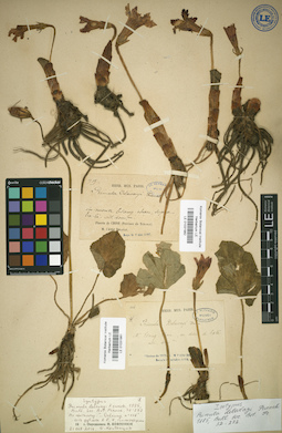 LE 01031981