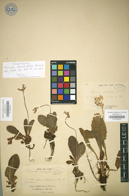 LE 01032031