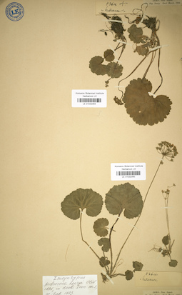 LE 01032064