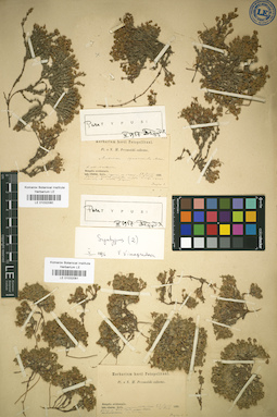 LE 01032081