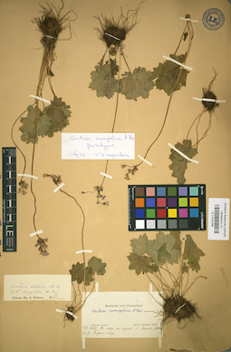 LE 01032096