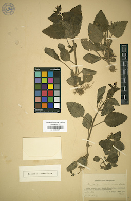LE 01034607