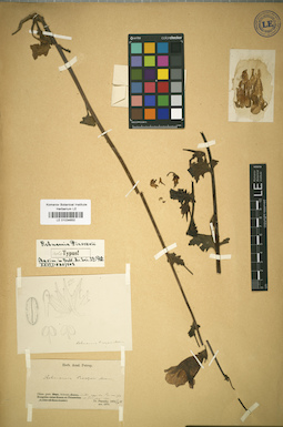 LE 01034650