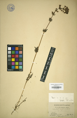 LE 01034704