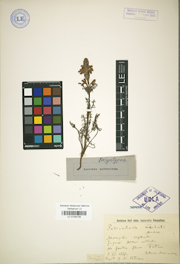 LE 01034726