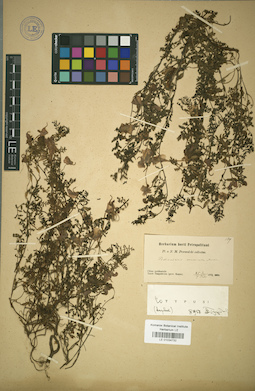 LE 01034732