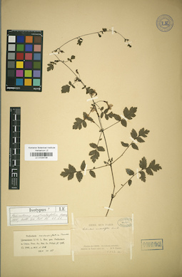 LE 01034736
