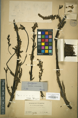 LE 01034765