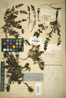 LE 01034771