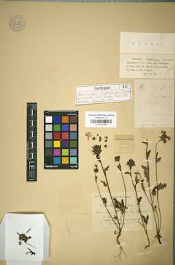 LE 01034785