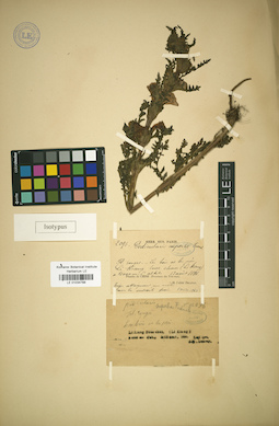 LE 01034788