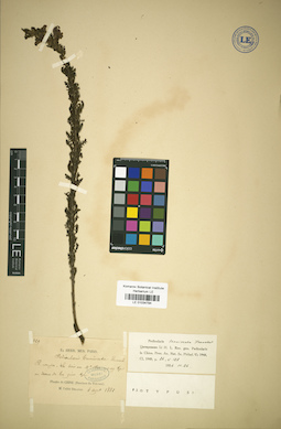 LE 01034794