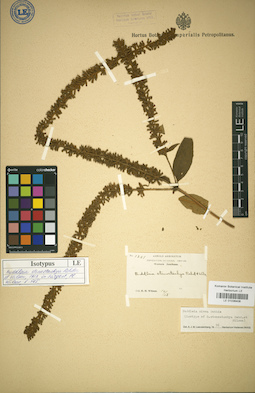 LE 01036406