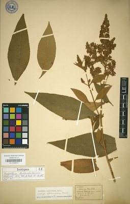 LE 01036412