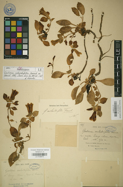 LE 01036473