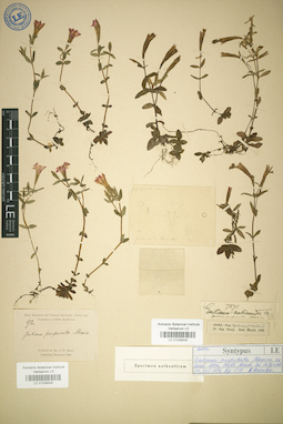 LE 01036504