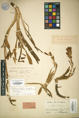 LE 01036506