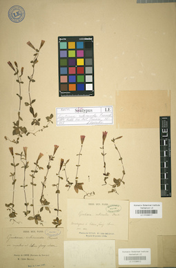 LE 01036517