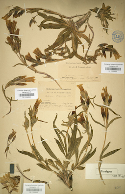 LE 01036593