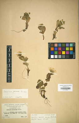 LE 01036607