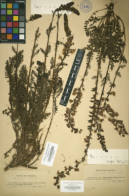 LE 01036613